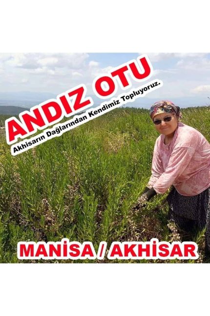 Yapışkan andız otu çayı ürün ambalajı