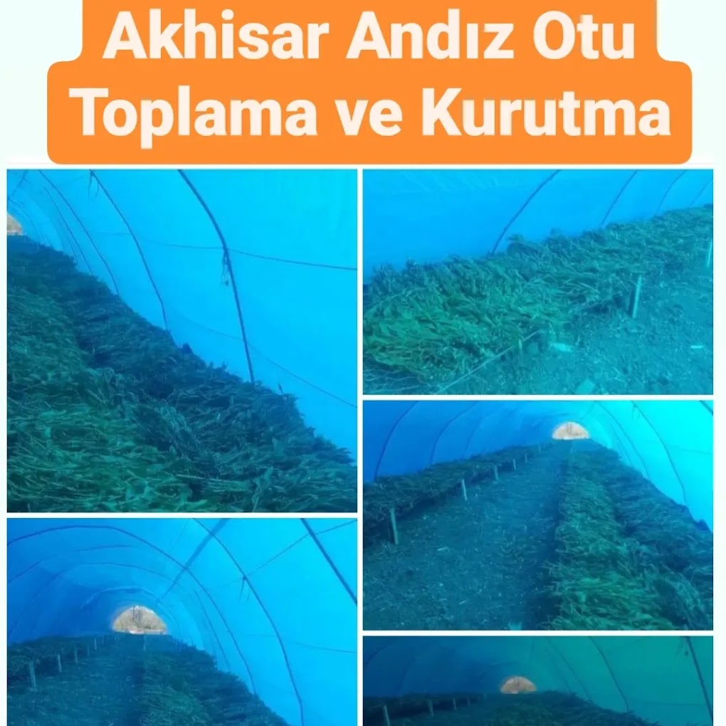 Yapışkan Andız Otu gölgede kurutma